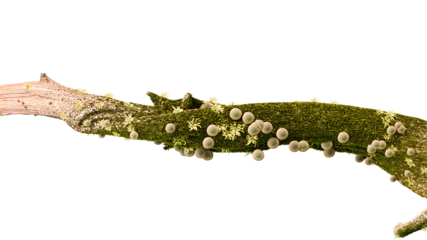 Mushroom Growth — render