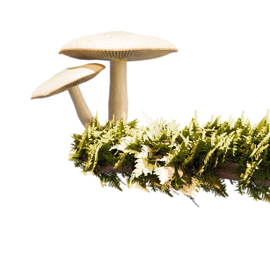 Mushroom Growth — render