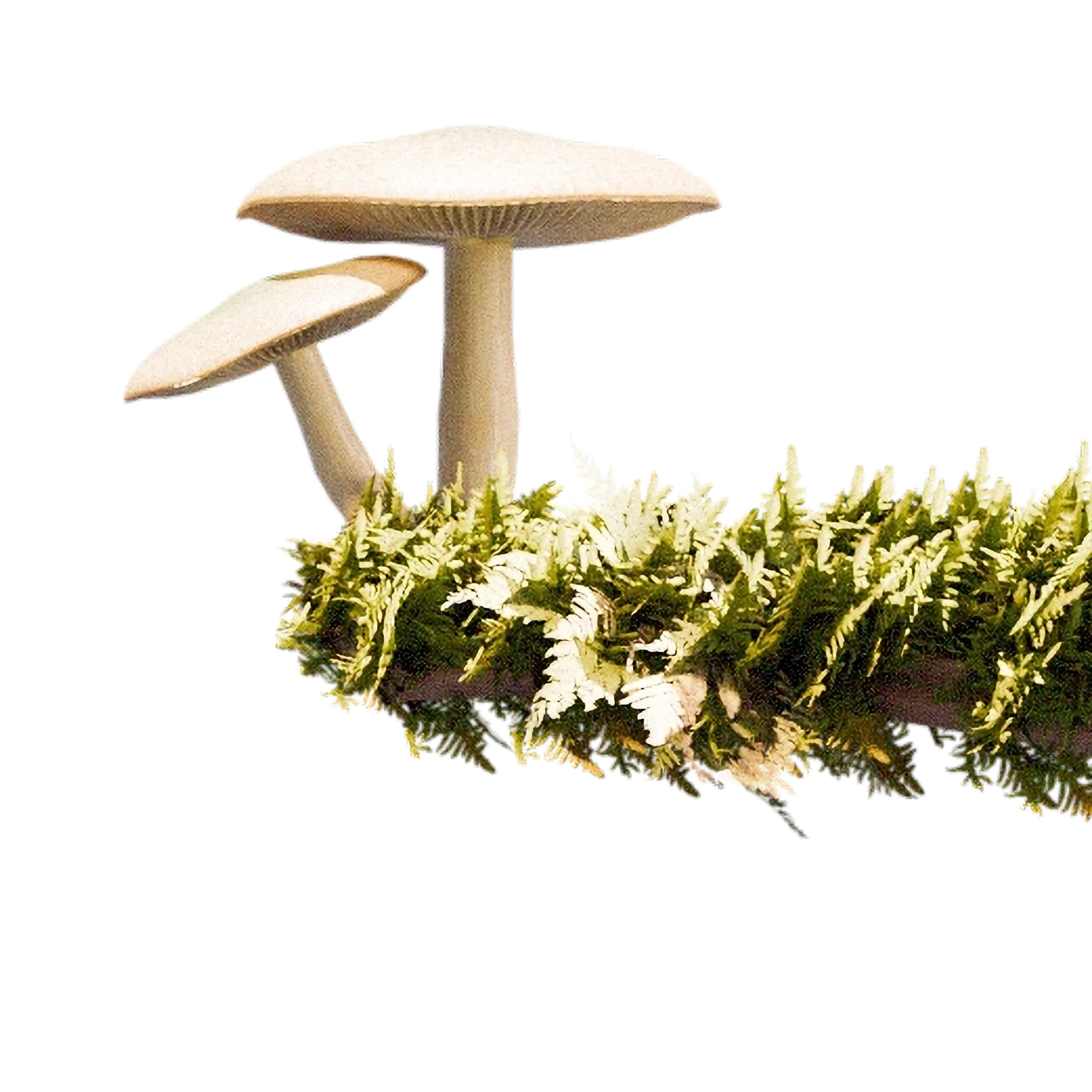 Mushroom Growth — main render