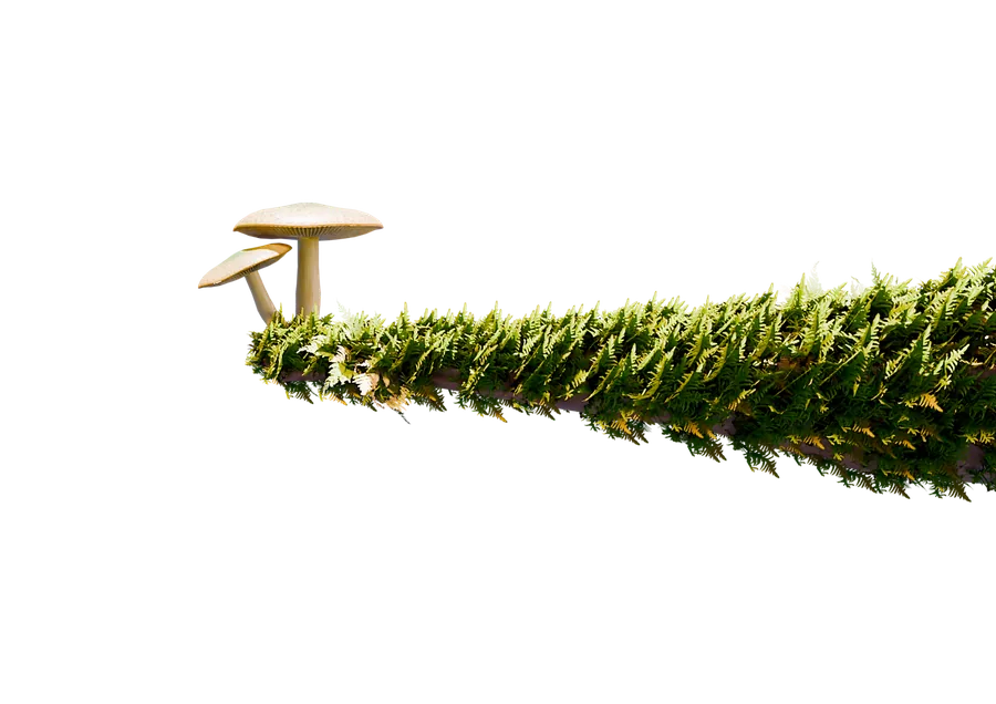 Mushroom Growth — render
