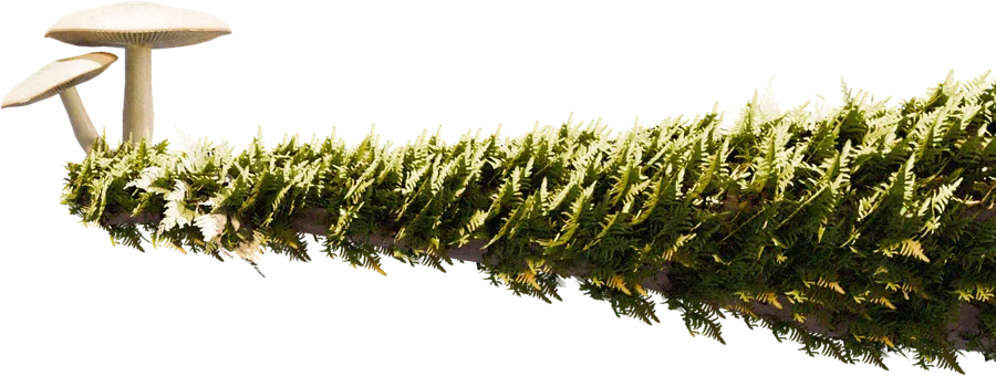 Mushroom Growth — render