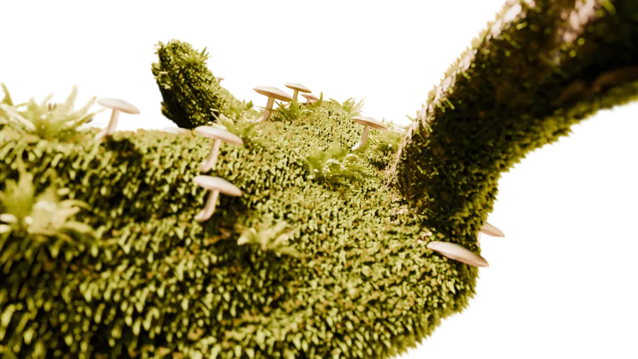 Mushroom Growth — render