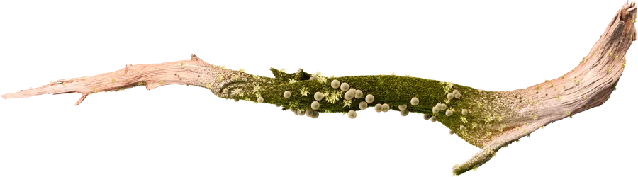 Mushroom Growth — render