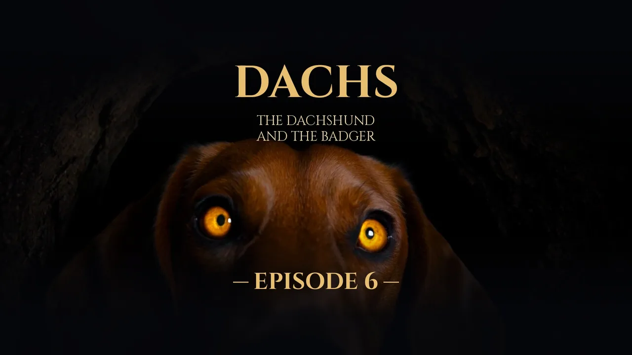 DACHS · Episode 6 — cover